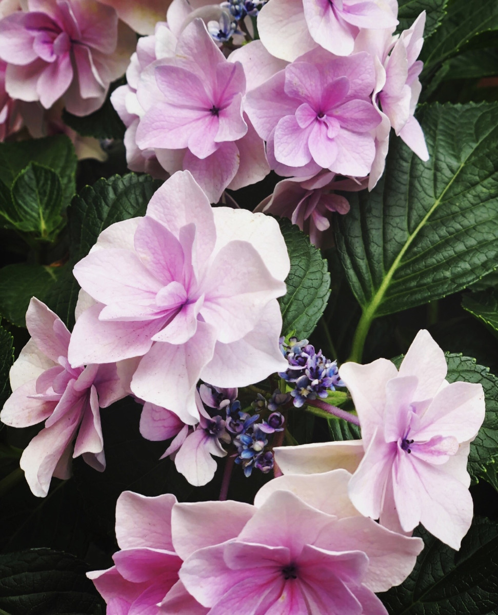 フルート&オーボエ 鹿児島 FLUTE and OBOE